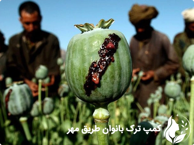 ترک اعتیاد به تریاک برای بانوان