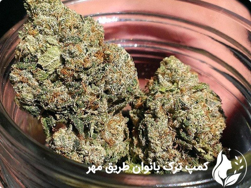 گل (ماریجوانا) چیست و چرا اعتیادآور است؟